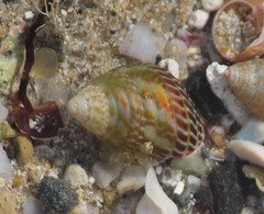 Prothalotia pulcherrima