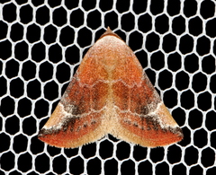 Mataeomera coccophaga