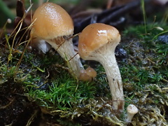 Galerina badipes