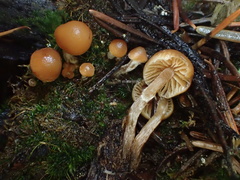 Galerina badipes