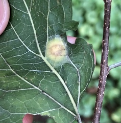Pachypsylla celtidisumbilicus