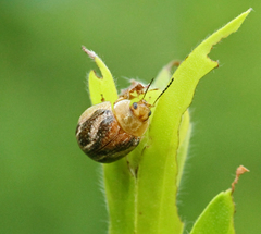 Paropsisterna semifumata