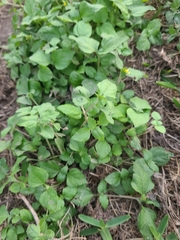 Calyptocarpus vialis