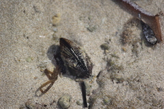 Brachidontes