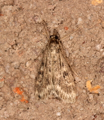 Araeomorpha diplopa