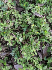 Calyptocarpus vialis