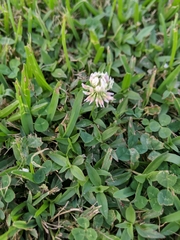 Trifolium repens