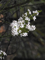 Olearia minor