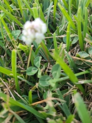 Trifolium repens