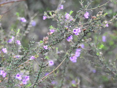 Prostanthera decussata