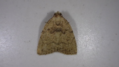 Anachrostis