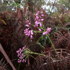 Comesperma ericinum