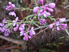 Comesperma ericinum