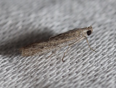 Meyrickiella homosema