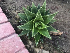 Aloe