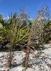 Schizachyrium niveum