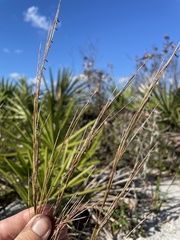 Schizachyrium niveum