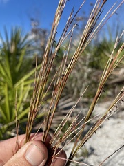 Schizachyrium niveum