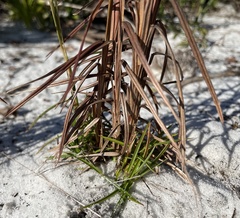 Schizachyrium niveum