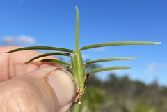 Schizachyrium niveum