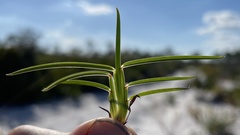 Schizachyrium niveum
