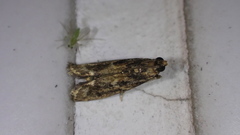 Mesciniadia infractalis