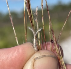 Schizachyrium niveum