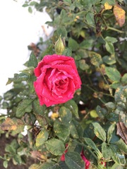Rosa