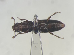Rhizophagus dimidiatus