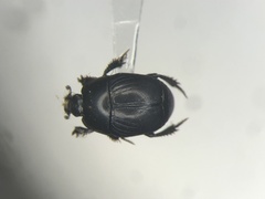 Hypocaccus dimidiatipennis