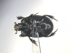 Hypocaccus dimidiatipennis