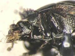 Hypocaccus dimidiatipennis