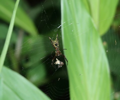 Micrathena pichincha