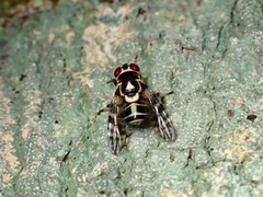 Scholastinae