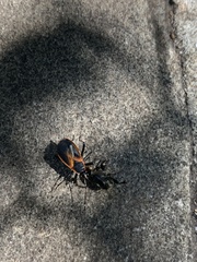 Dindymus circumcinctus