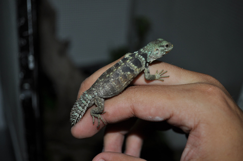 Campeche Spiny-tailed Iguana (Ctenosaura alfredschmidti) · iNaturalist