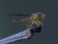 Nuntianus cubanus