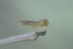 Nuntianus cubanus