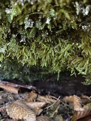 Eurhynchiastrum pulchellum