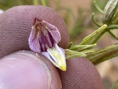 Cordylanthus wrightii