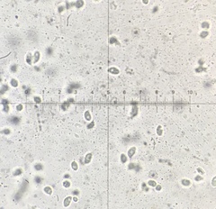 Clitocybe inflatipes