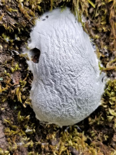 Retikuliarija nuotrauka