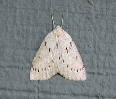 Philedia punctomacularia