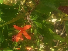Anisacanthus thurberi