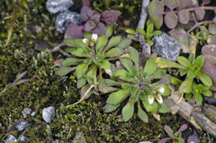 Draba verna