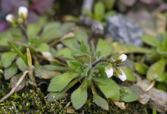 Draba verna