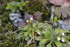 Draba verna