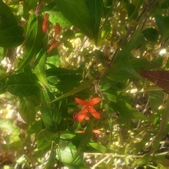 Anisacanthus thurberi