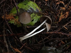 Coprinopsis canoceps
