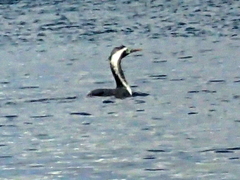 Phalacrocorax punctatus punctatus